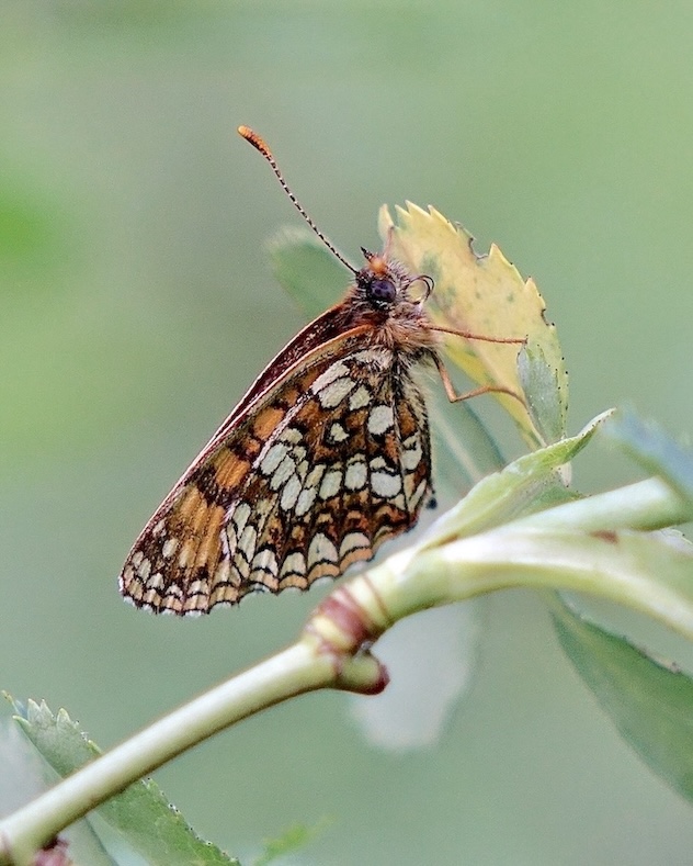 false heath fritillary